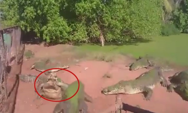 Crocodilo arranca pata de outro durante alimentação; Veja o vídeo