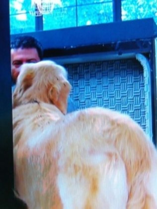 Foto: Reprodução/Globo