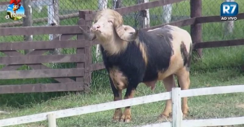 Animais de “A Fazenda” serão diferentes das últimas edições
