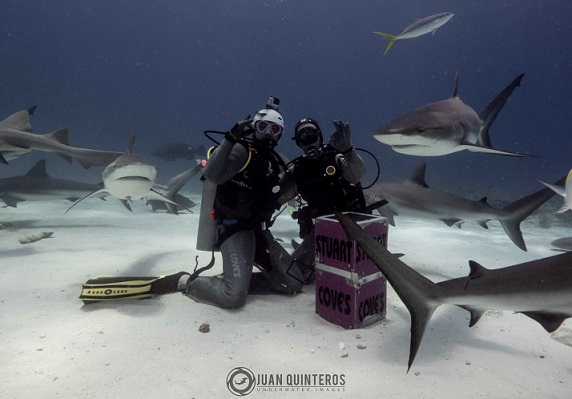 Sem proteção, apresentador da RedeTV! mergulha com tubarões nas Bahamas