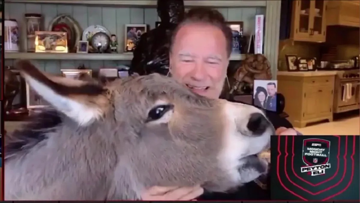 Arnold Schwarzenegger alimenta burro de estimação durante transmissão ao vivo