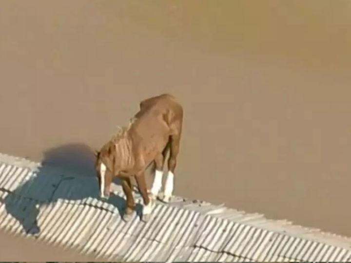 Saiba qual foi a primeira emissora a noticiar o resgate do Cavalo Caramelo no RS