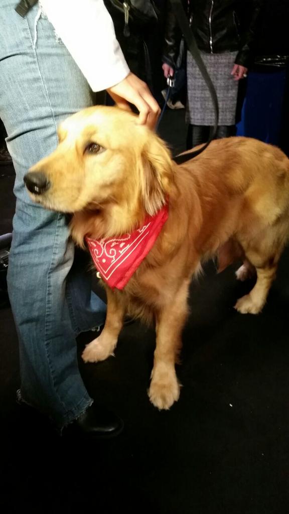 O cachorro "Manteguinha" (Foto: Bastidores da TV)