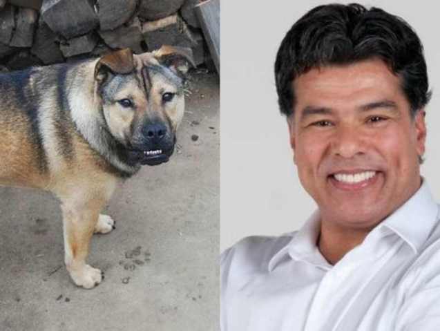Esses animais são a cara de pessoas famosas
