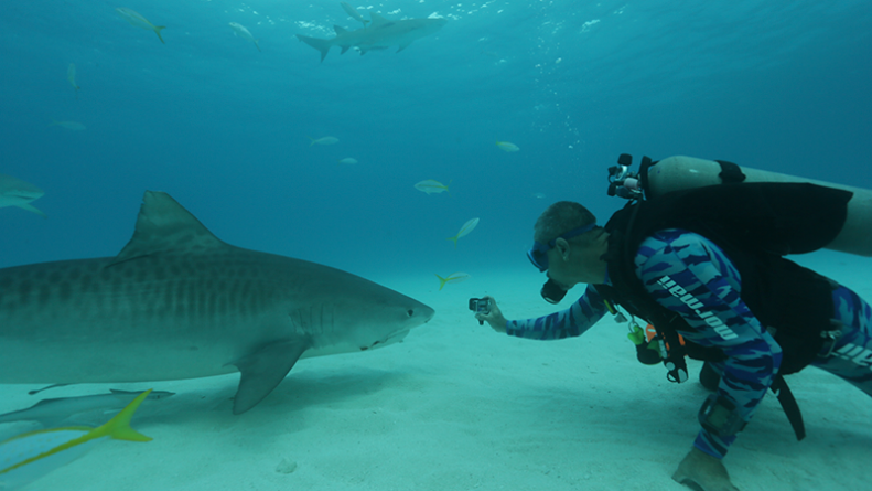 Nat Geo Wild estreia a nova série “Pelos Mares do Mundo”
