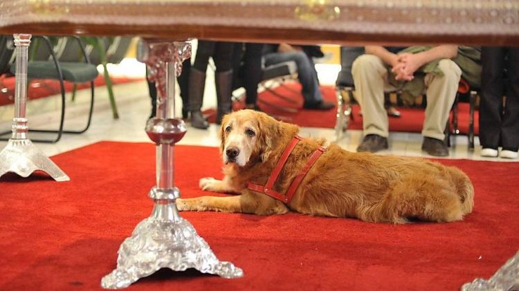 Cão de Kid Vinil ficará com companheiro que o cantor teve por 30 anos