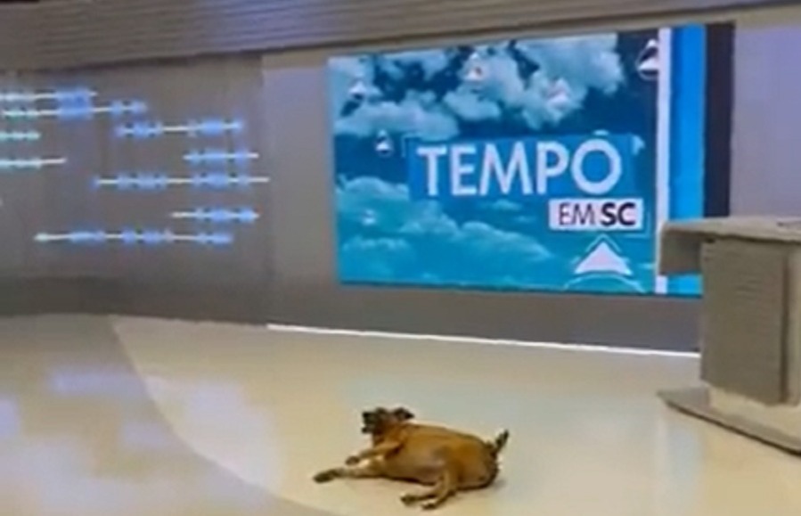 Ao vivo, vira-lata caramelo invade estúdio da TV Globo; veja o vídeo
