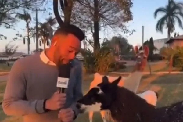 Repórter da TV Globo é atacado por lhama, ao vivo; assista