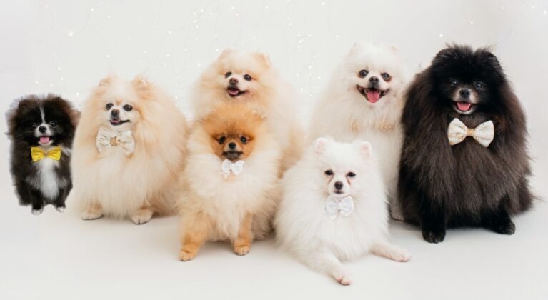 Conheça “Os Floquinhos”, fenômeno nas redes sociais