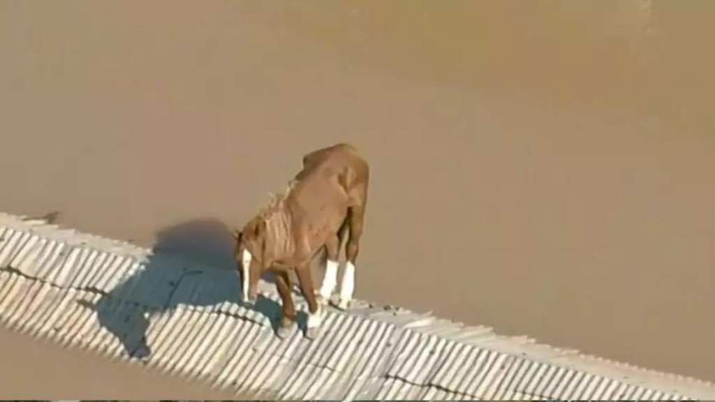 Saiba qual foi a primeira emissora a noticiar o resgate do Cavalo Caramelo no RS
