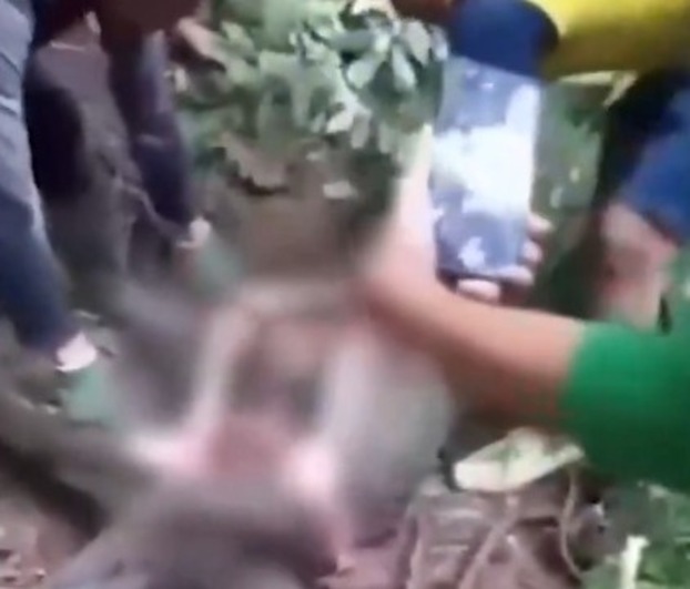 Mulher que estava desaparecida é encontrada inteira dentro de uma cobra