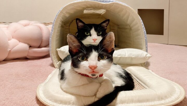 Maurício e Melissa: Um Perfil, Dois Gatos e um Sonho