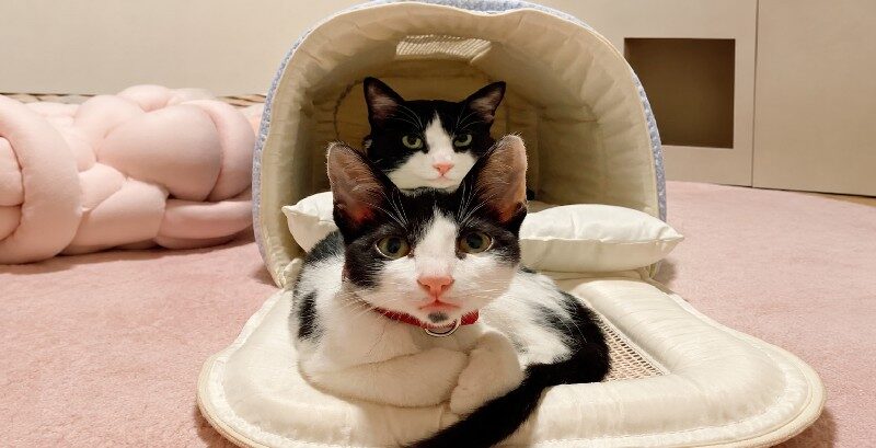 Maurício e Melissa: Um Perfil, Dois Gatos e um Sonho