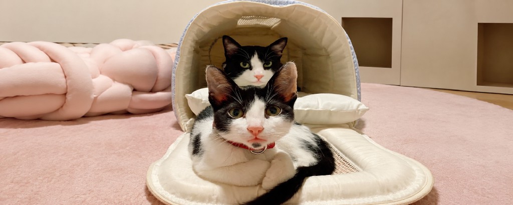Maurício e Melissa: Um Perfil, Dois Gatos e um Sonho