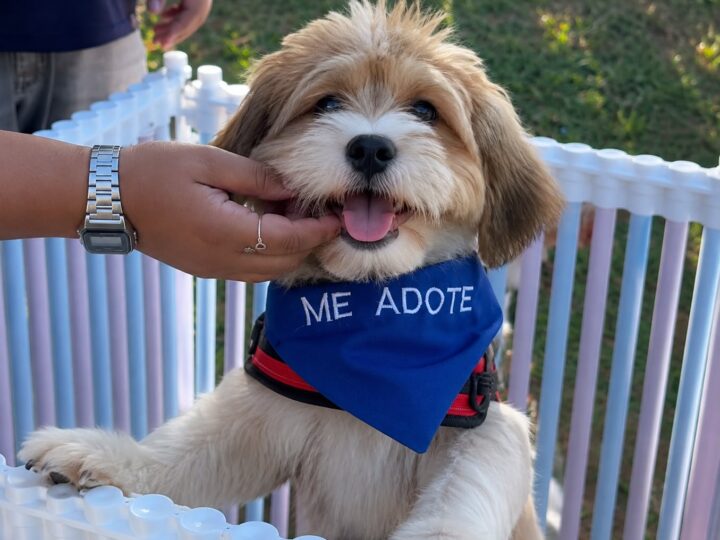 Feira de adoção em Aparecida busca novos lares para cães resgatados