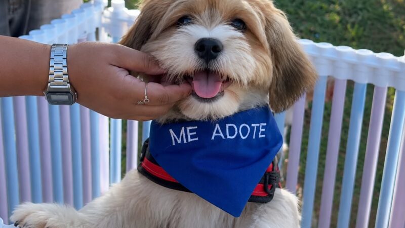 Feira de adoção em Aparecida busca novos lares para cães resgatados
