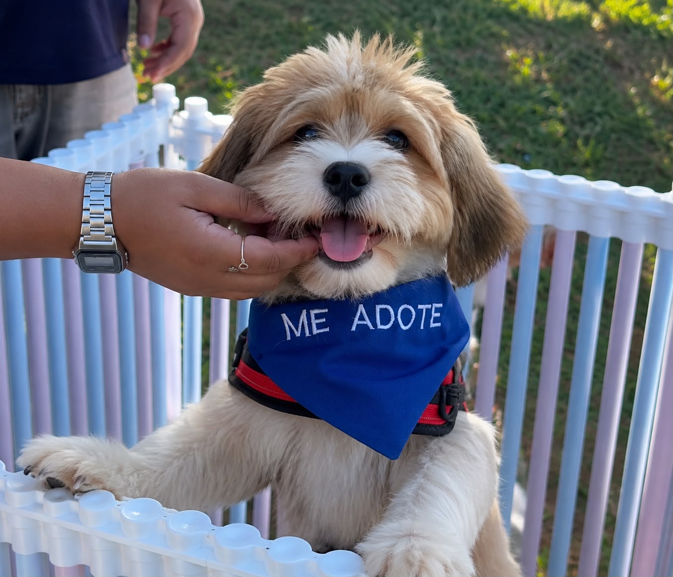 Feira de adoção em Aparecida busca novos lares para cães resgatados